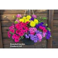 Tutti Frutti Flowering Annual Hanging Basket - Pre-Planted, 30cm Spread