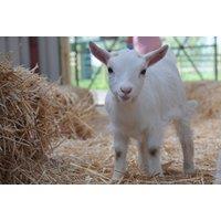 30-Minute Pygmy Goat Experience with Cream Tea - Willow Tree Farm