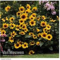 SunBelievable 'Brown Eyed Girl' Flowering Patio Sunflower Plants - Up to 6 Pack