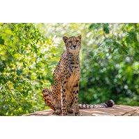 4* Delta By Marriott Colchester City Break: Overnight Stay, Breakfast, Pool Access & Colchester Zoo Tickets For Two - Dinner Upgrade Available | Wowch