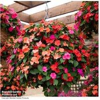 15 Garden Ready Busy Lizzie (Impatiens) Flowering Annuals - Compact, Mildew-Resistant Mix