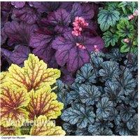 Heuchera 'Mosaic' Hardy Perennial Plants - 5 or 10 Jumbo Plugs