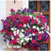 Petunia Surfinia Trailing Flowering Annual - Pre-Planted Hanging Baskets