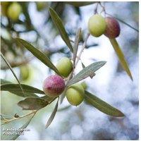 Potted Olive Tree - Evergreen Mediterranean Patio Plant, 150Cm