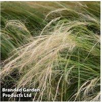 Stipa Pony Tail Grass (Nassella Tenuissima) - Hardy Perennial, 60Cm