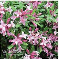 Daphne Pink Fragrance Shrub - Semi-Evergreen Flowering, Compact 90cm