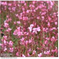 Gaura Baby Butterfly Dark Pink - Compact Flowering Perennial for Pollinators (Up to 3 Plants, 20cm Height)