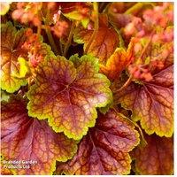 Heuchera 'Eternal Flame' Semi-Evergreen Perennial - Colourful Foliage Plant