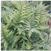 Ghost Fern (Athyrium 'Ghost') - Hardy Shade-Loving Perennial, 60Cm