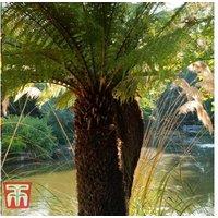 Australian Tree Fern - Hardy Exotic Fern, 1Ft Trunk, Rhs Awarded