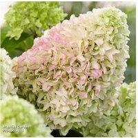 Hydrangea Paniculata 'Little Fresco' Compact Flowering Shrub - 1 Or 2 Plants