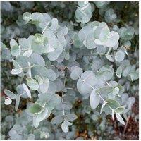 Eucalyptus 'Baby Blue' Evergreen Tree - Aromatic Silver-Blue Foliage, 3-4m Tall