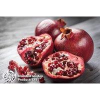 Pomegranate Mini Standard Tree - Hardy, Edible Fruit, 3M Height