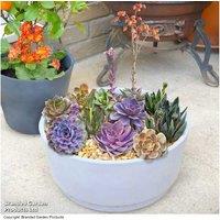 Echeveria Succulent Collection - 4 Or 8 Easy-Care Indoor Plants