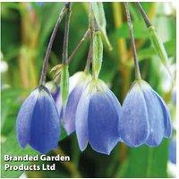 Sollya Bluebell Creeper - Evergreen Flowering Climber, 1 Or 3 Plants