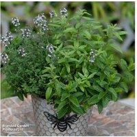 Mystery Herb Fusion Mixed Plant