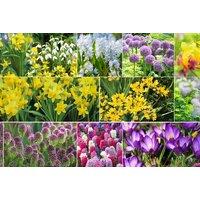 Spring Flowering Bulb Collection - 129 Bulbs: Hyacinth, Snowdrop, Allium & More
