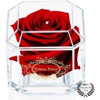 Eternal Petals Real Preserved Indoor Rose - Low Maintenance, Air-Purifying Gift Plant