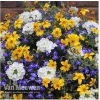 Lemon Sherbet Mixed Flowering Annuals Pre-Planted Hanging Baskets, 2 x 25cm