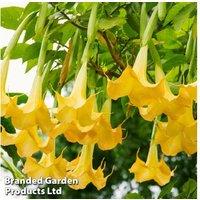 Brugmansia Angel's Trumpet Flowering Shrub - Exotic, Fragrant Patio Plant Collection (4 x 9cm Pots)