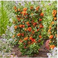 Pyracantha 'Orange Star' Thorn-Free Evergreen Shrub - 9Cm Pots