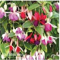 Mixed Fuchsia Trailing Hanging Basket - Flowering Summer Annuals