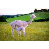 45 Min Baby Alpaca Experience w/ Optional Afternoon Tea - Up to 2 - Boundary