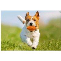 Puppy Chew Ball With Squeaker Dog Chew Toys