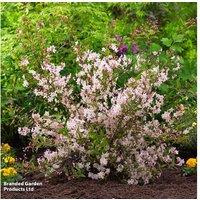 1 Or 3 Deutzia Tokyo Delight Plants