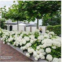 Hydrangea arborescens 'Strong Annabelle' Flowering Shrub - 1 or 2 Plants, 3L Pots