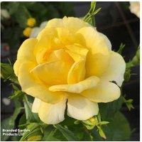 1, 2 Or 3 Rose 'Isn'T She Wonderful'