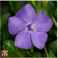 1, 2 Or 3 Vinca Minor Bowles