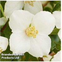 1, 2 Or 3 Philadelphus Petite Perfume
