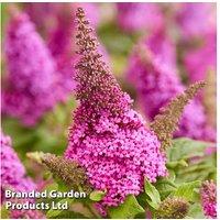 1 Or 2 Buddleja Butterfly Candy Cerise