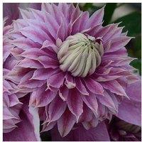 Clematis Josephine Potted Plant