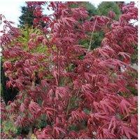 1 Or 2 Acer Starfish Potted Plants