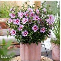1 Or 3 Pink Hibiscus Little Legends