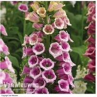 Foxglove Candy Mountain Flowering Biennial Plants - 1 or 3 Pack, RHS Pollinator Favourite