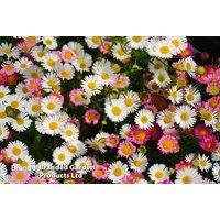 1-2-3 Erigeron Karvinskianus Plants