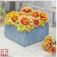 1 Or 3 Sempervivum Gold Nugget Plants