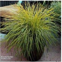 1 Or 3 Lomandra Miners Gold Plants