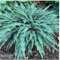 1 Or 3 Hosta Silly String Plants