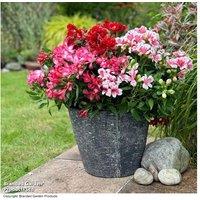 Upto 6 Alstroemeria Pink Passion Plants