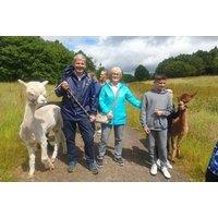 1 Hour Alpaca Trekking Experience for up to 4 - Option to Include Petting Zoo - Edenmill Farm, Glasgow