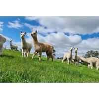 Farmhouse Retreat: 2-Night Stay With Hot Tub & Alpaca Encounter Included - Stay For 2 Or Family Of 4