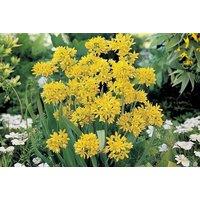 Spring Flowering Bulb Bonanza - 50 Easy, Colorful Bulbs For Spring