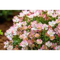 1 Or 3 Rose Cutie Pie Plants