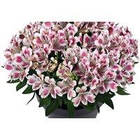 1, 3 Or 6 Alstroemeria White Pink Blush