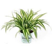 Easy Care Air Purifying Indoor Houseplant Trio - Spider Plant, Peace Lily & Snake Plant