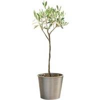3ft 1 or 2 Patio Olive Trees & Planter - Hardy, Silvery Foliage!